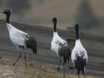 Blacknecked Crane 1