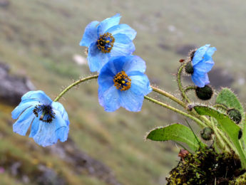 blue poppy