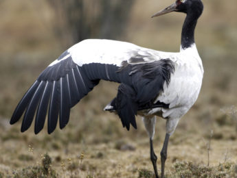 crane